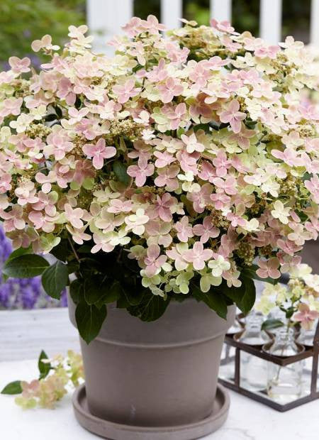 ORTENSIA HYDRANGEA PANICULATA POLESTAR IN VASO 18CM