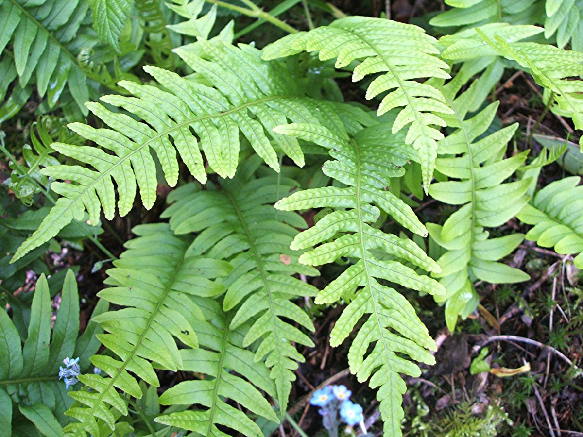 FELCE POLYPODIUM VULGARE VASO 19CM