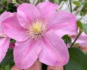 CLEMATIDE CLEMATIS POMPEI VASO 23CM