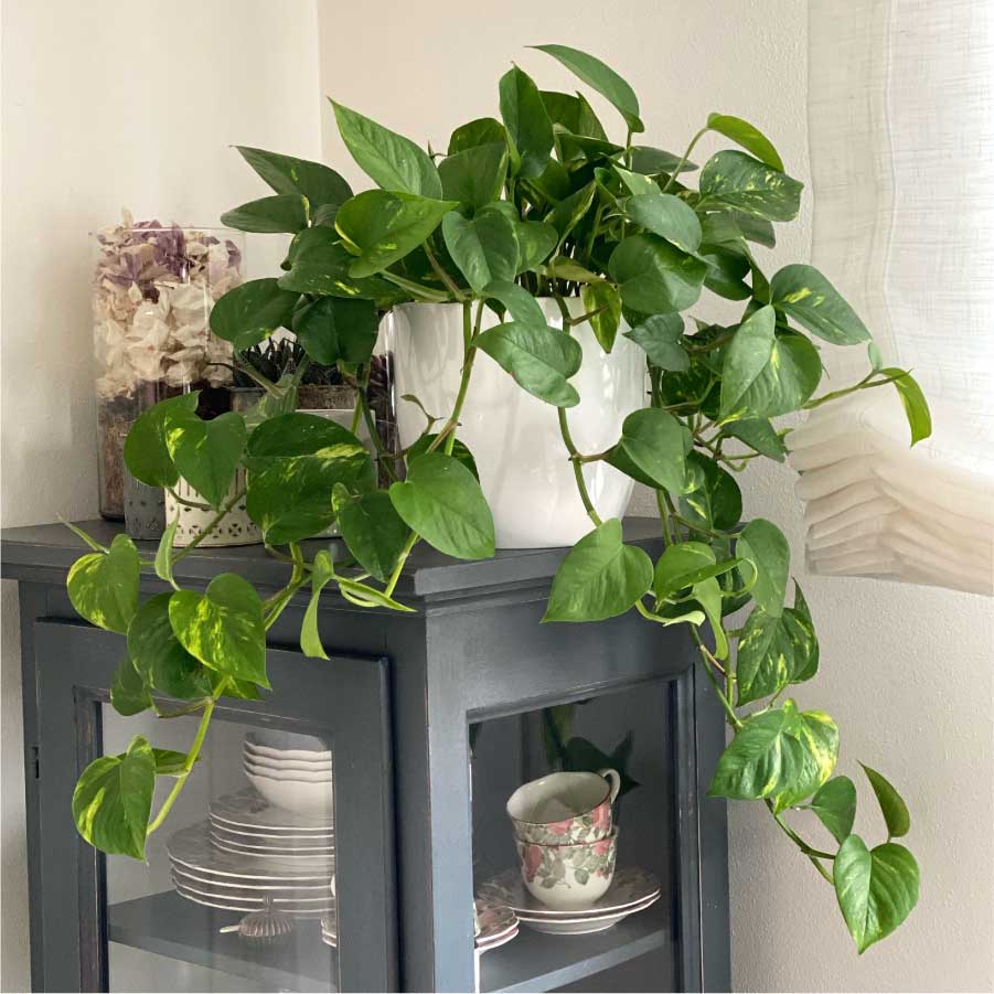 EPIPREMNUM PINNATUM VASO 12CM