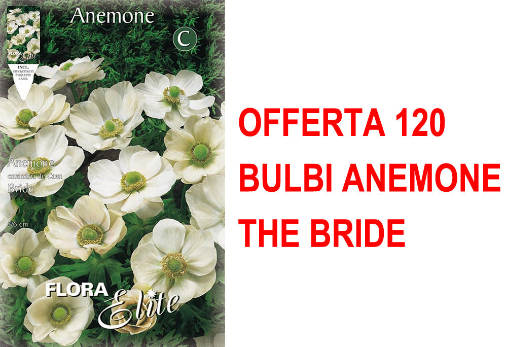 OFFERTA 120 BULBI ANEMONE CORONARIA THE BRIDE