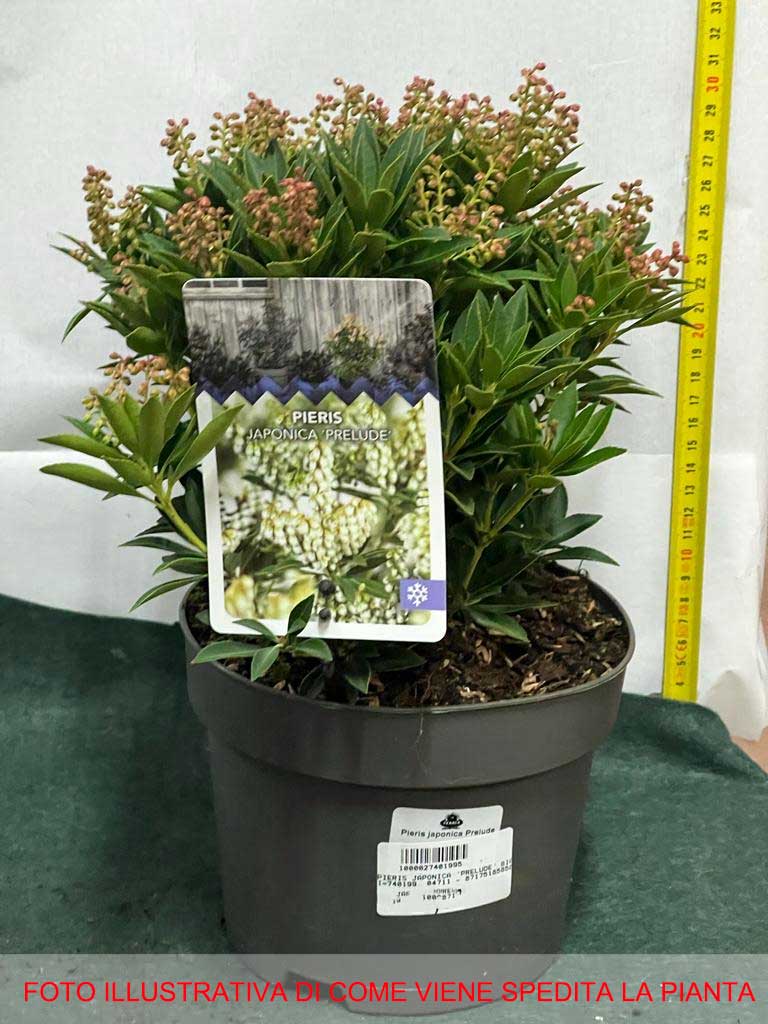 PIERIS JAPONICA PRELUDE VASO 17CM
