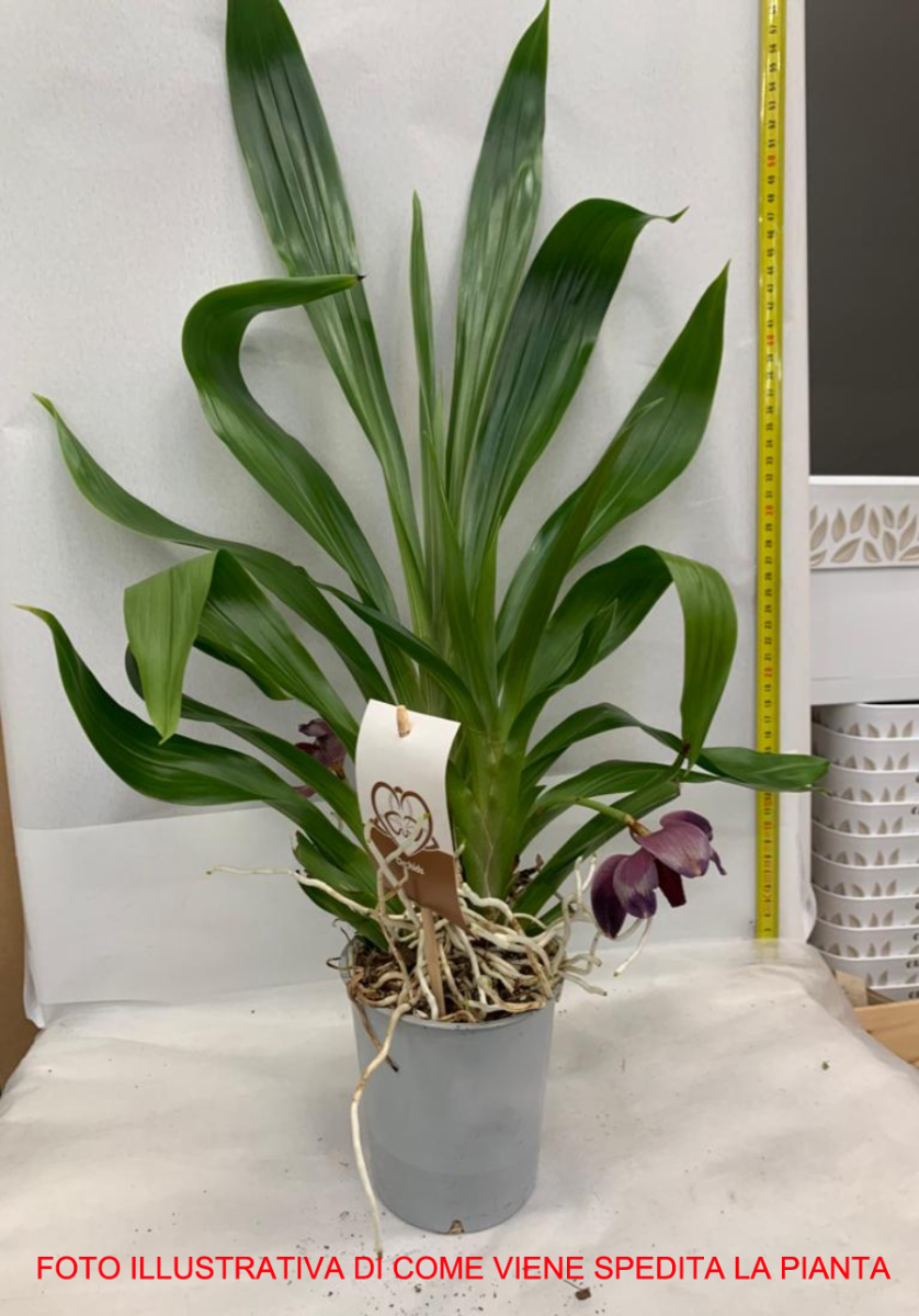 ORCHIDEA PRESCOTORIA VASO 12CM ALTEZZA 55CM
