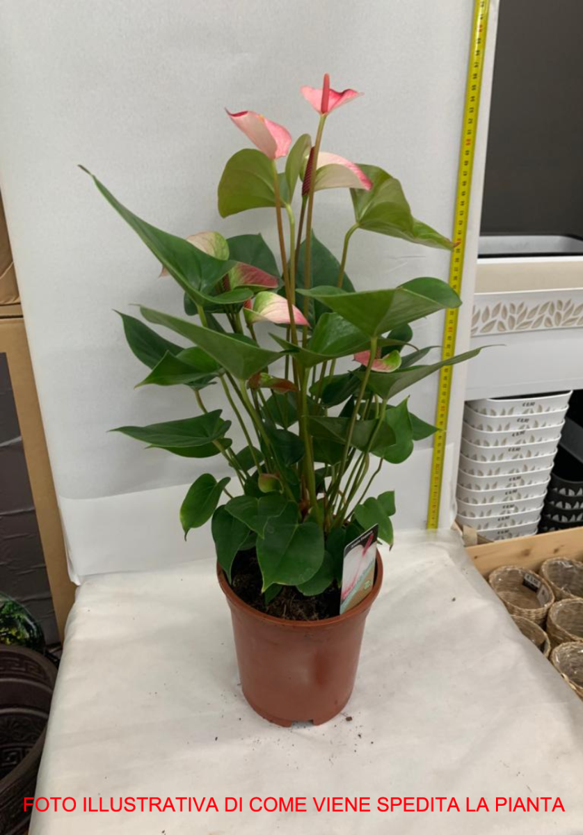 ANTHURIUM ANDR. PRINCESS AMALIA VASO 17CM ALTEZZA 55CM
