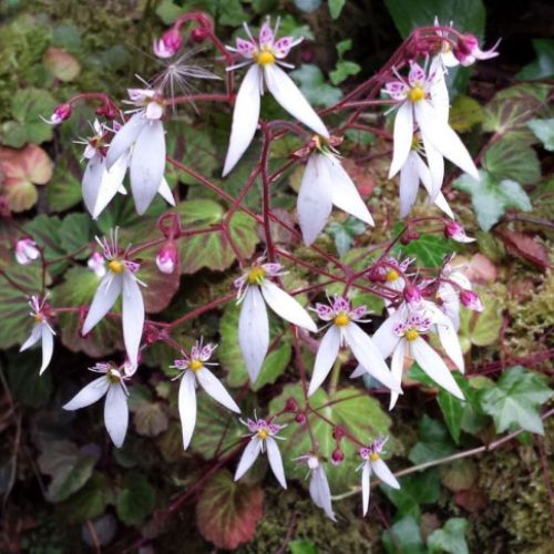SAXIFRAGA STOLONIFERA IN VASO 12CM