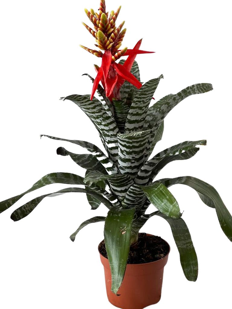AESCHYNANTHUS REBECCA VASO 12CM