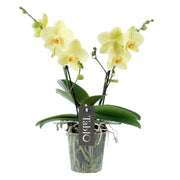 ORCHIDEA PHALAENOPSIS TABLO GIALLO LIMONCELLO VASO 12CM
