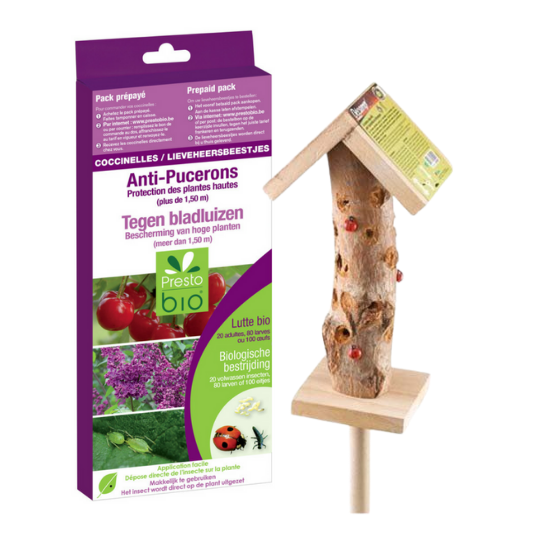 OFFERTA COCCINELLE ANTI AFIDI PER ALBERI DA FRUTTA+CASETTA PER COCCINELLE IN LEGNO