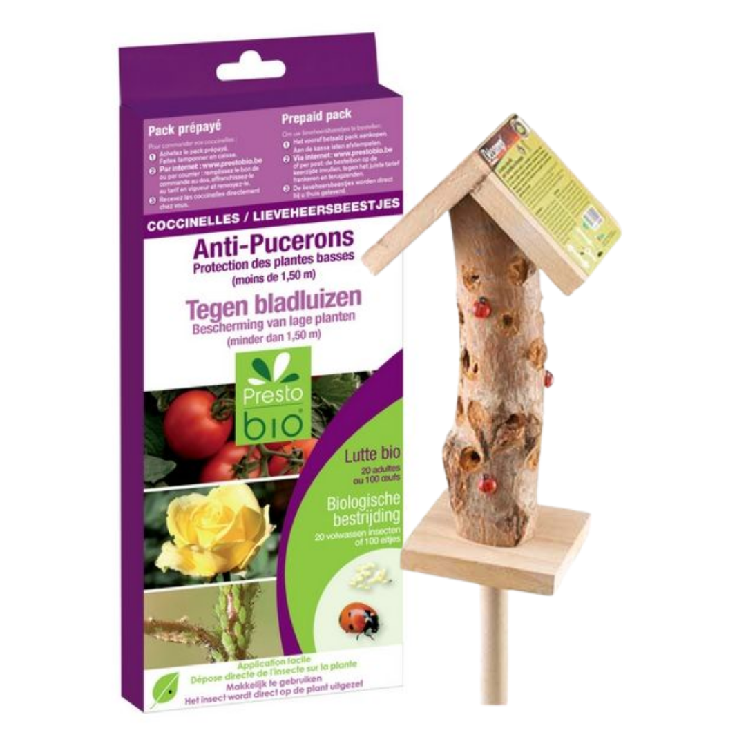 OFFERTA COCCINELLE ANTI AFIDI ROSE E PIANTE ORNAMENTALI+CASETTA PER COCCINELLE IN LEGNO