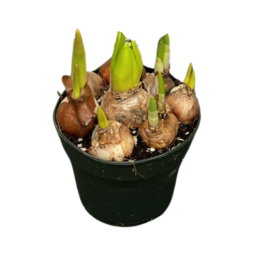 BULBI IN MIX FIORI ARANCIONI VASO 12CM