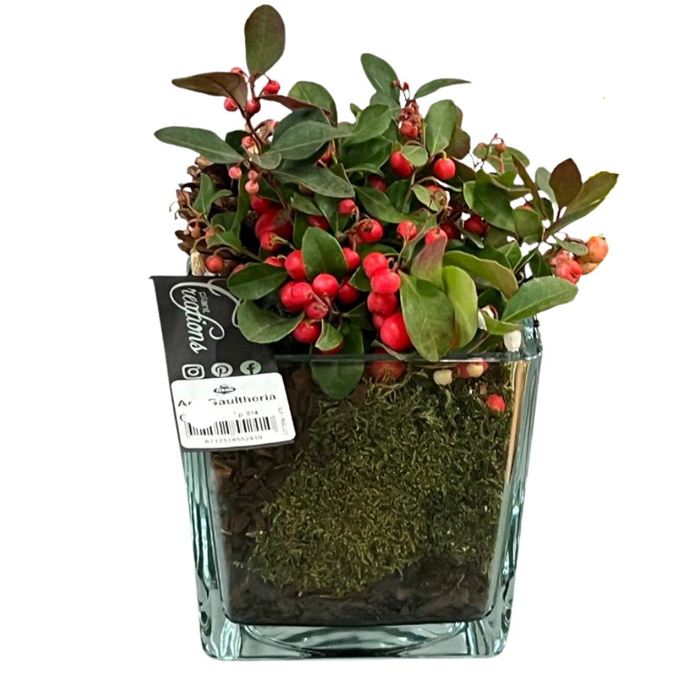 GAULTHERIA PROCUMBENS TE' DEL CANADA VASO IN VETRO 14CM