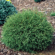 THUJA OCCIDENTALIS MR BOWLING BALL VASO 18CM