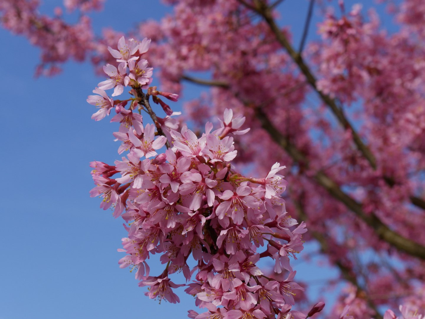 PRUNUS INCISA PAEAN CILIEGIO DA FIORE IN VASO 17CM