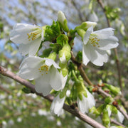 PRUNUS INCISA YAMADEI CILIEGIO DA FIORE IN VASO 17CM
