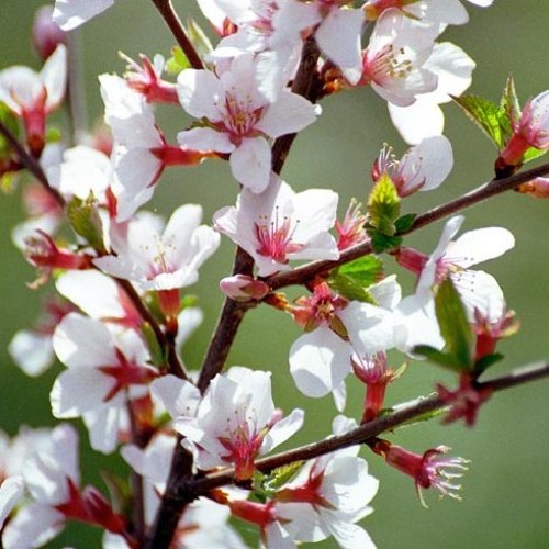 PRUNUS TOMENTOSA CILIEGIO DA FIORE IN VASO 23CM