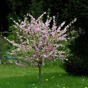 PRUNUS TRILOBA ROSENMUND MANDORLO DA FIORE IN VASO 17CM