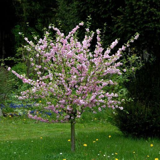 PRUNUS TRILOBA ROSENMUND MANDORLO DA FIORE IN VASO 17CM