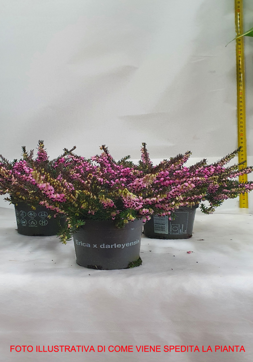 OFFERTA 3 ERICA DARLEYENSIS COLORI ASSORTITI VASO 9CM