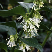 SARCOCOCCA RUSCIFOLIA VASO 18CM