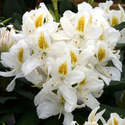 RODODENDRO MADAME MASSON  IN VASO 24CM