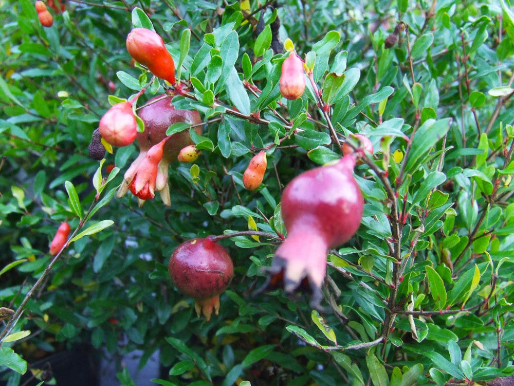 PUNICA GRANATUM NANUM GRACILISSIMA MELOGRANO NANO IN VASO 18CM