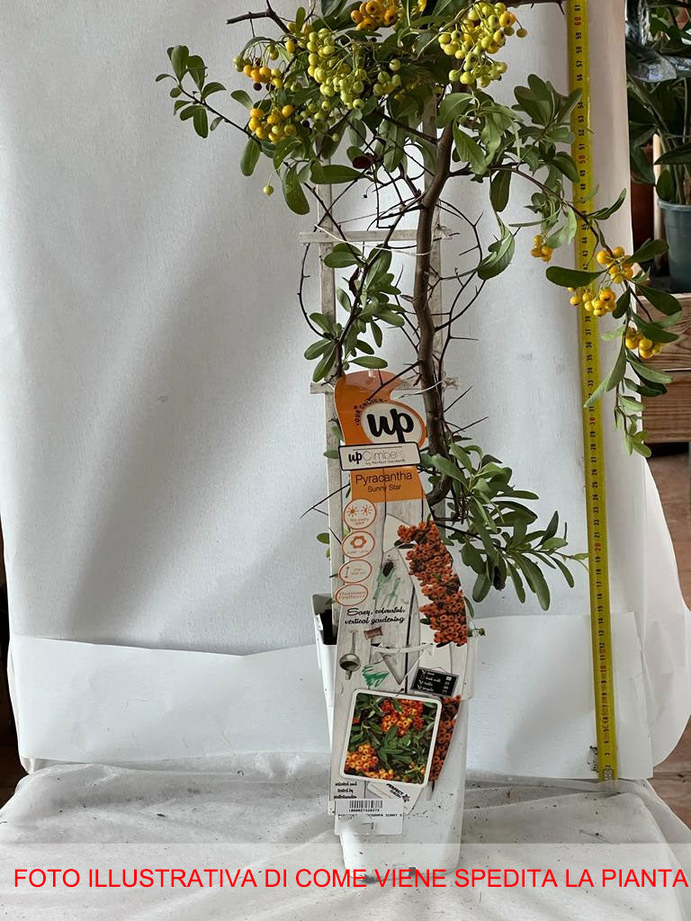 PYRACANTHA COCCINEA SUNNY STAR VASO 15CM