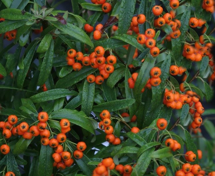 PYRACANTHA NAVAHO VASO 12CM