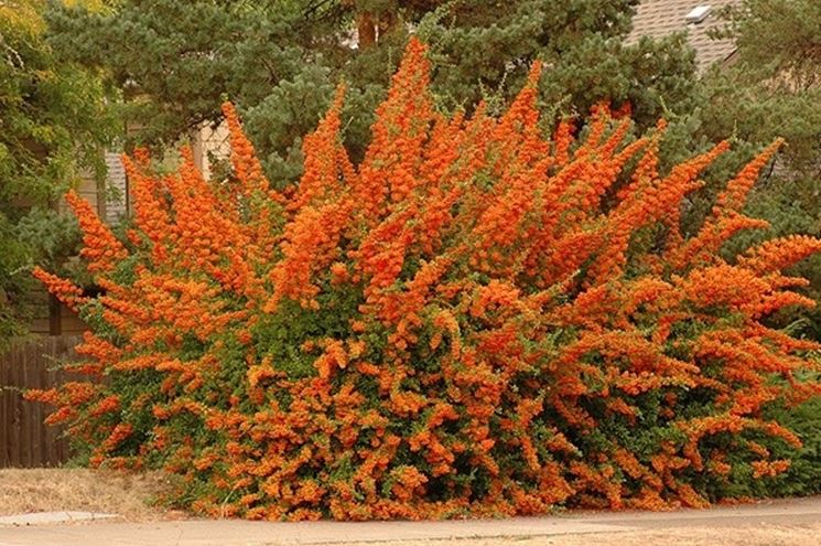 PYRACANTHA NAVAHO VASO 12CM