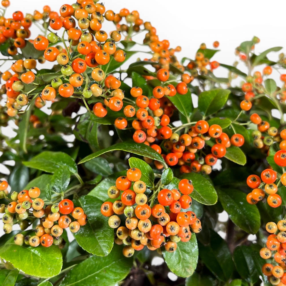 PYRACANTHA VASO 14CM