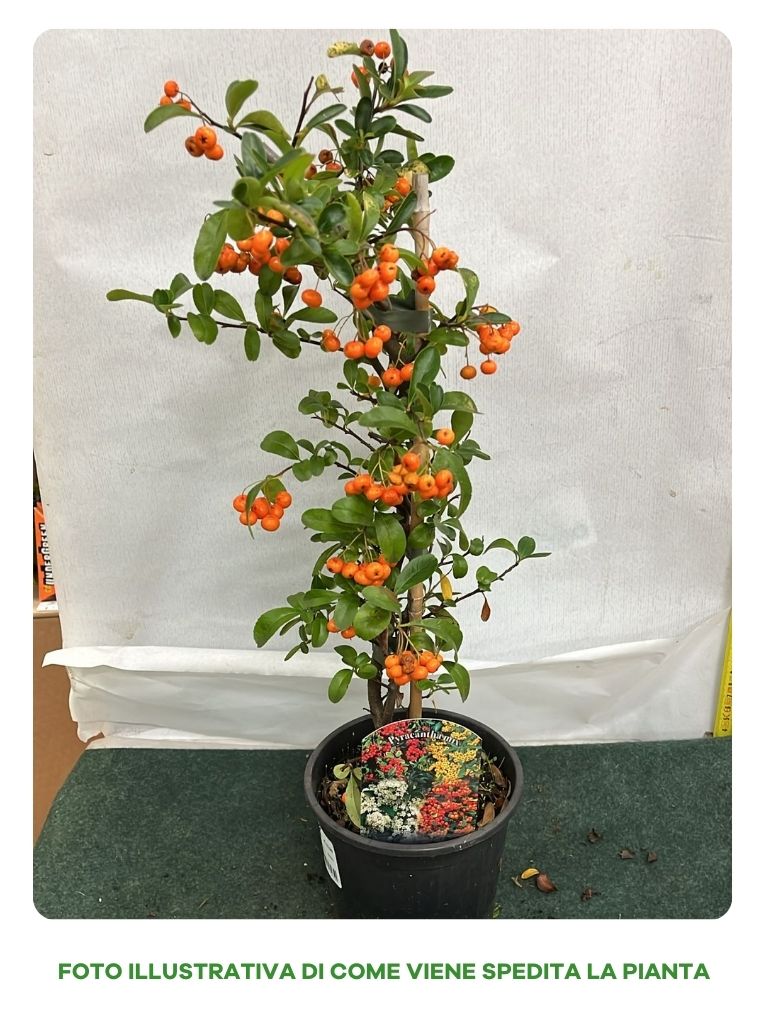PYRACANTHA VASO 14CM