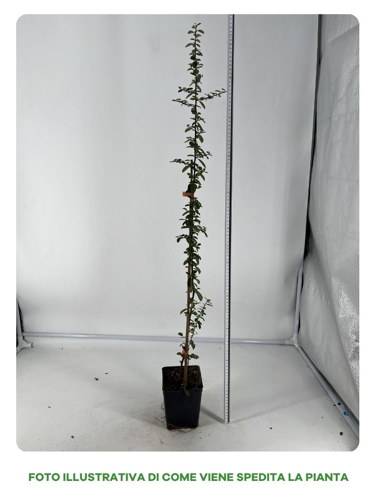 PYRACANTHA ARANCIONE VASO 12CM