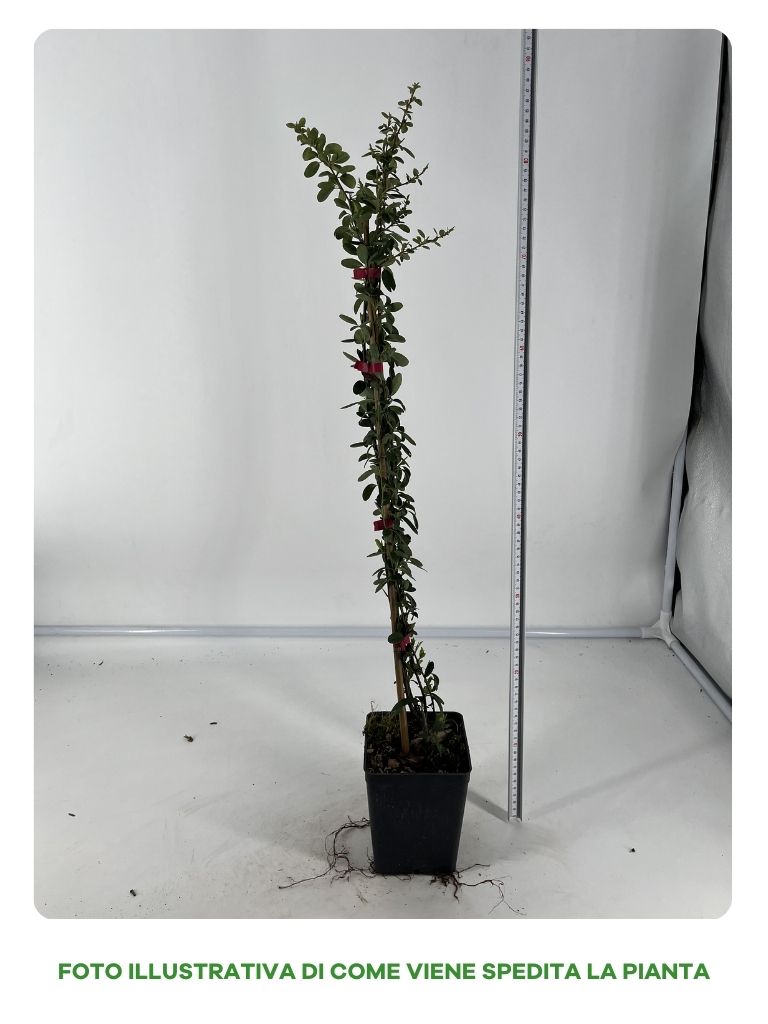 PYRACANTHA ROSSA VASO 12CM