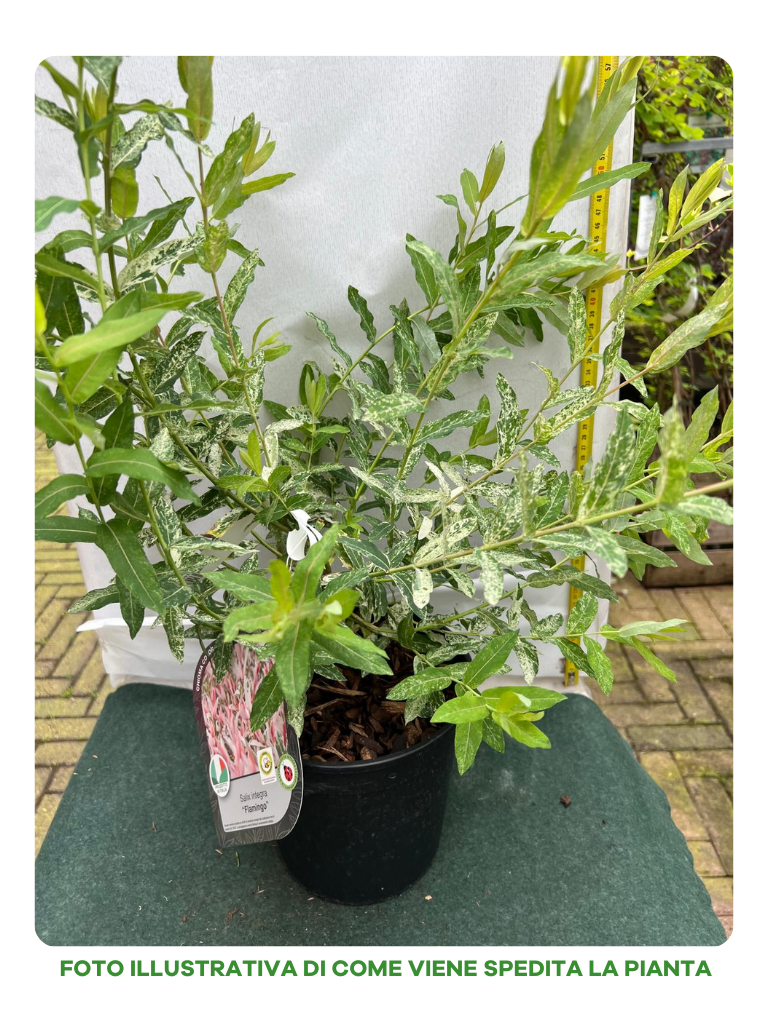 SALIX SALICE FLAMINGO VASO 18CM