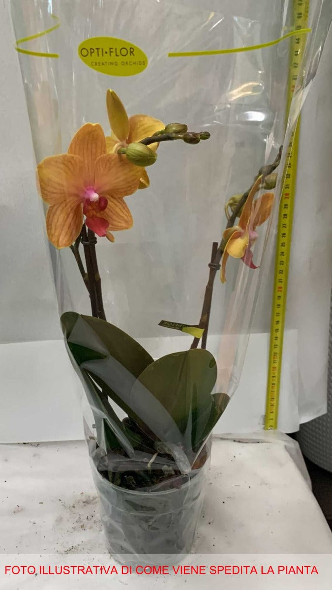 ORCHIDEA PHALAENOPSIS MYMONRO BROZER VASO 12CM