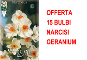 OFFERTA 15 BULBI NARCISO MULTIFIORI GERANIUM