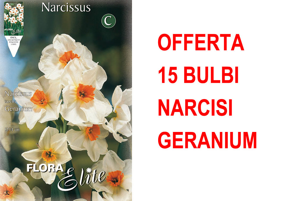 OFFERTA 15 BULBI NARCISO MULTIFIORI GERANIUM
