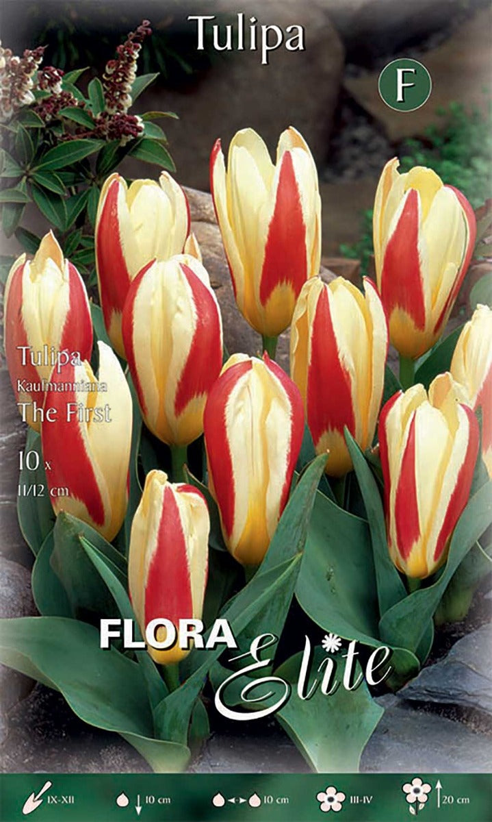 TULIPANO KAUFMANNIANA THE FIRST (CONFEZIONE DA 10 BULBI)