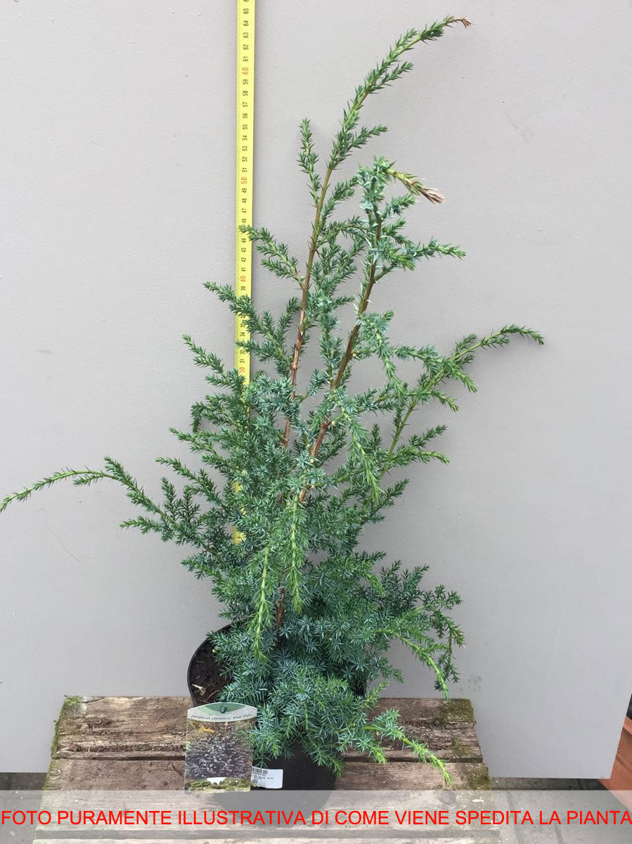 JUNIPERUS GINEPRO CHINENSIS BLUE ALPS IN VASO 21CM