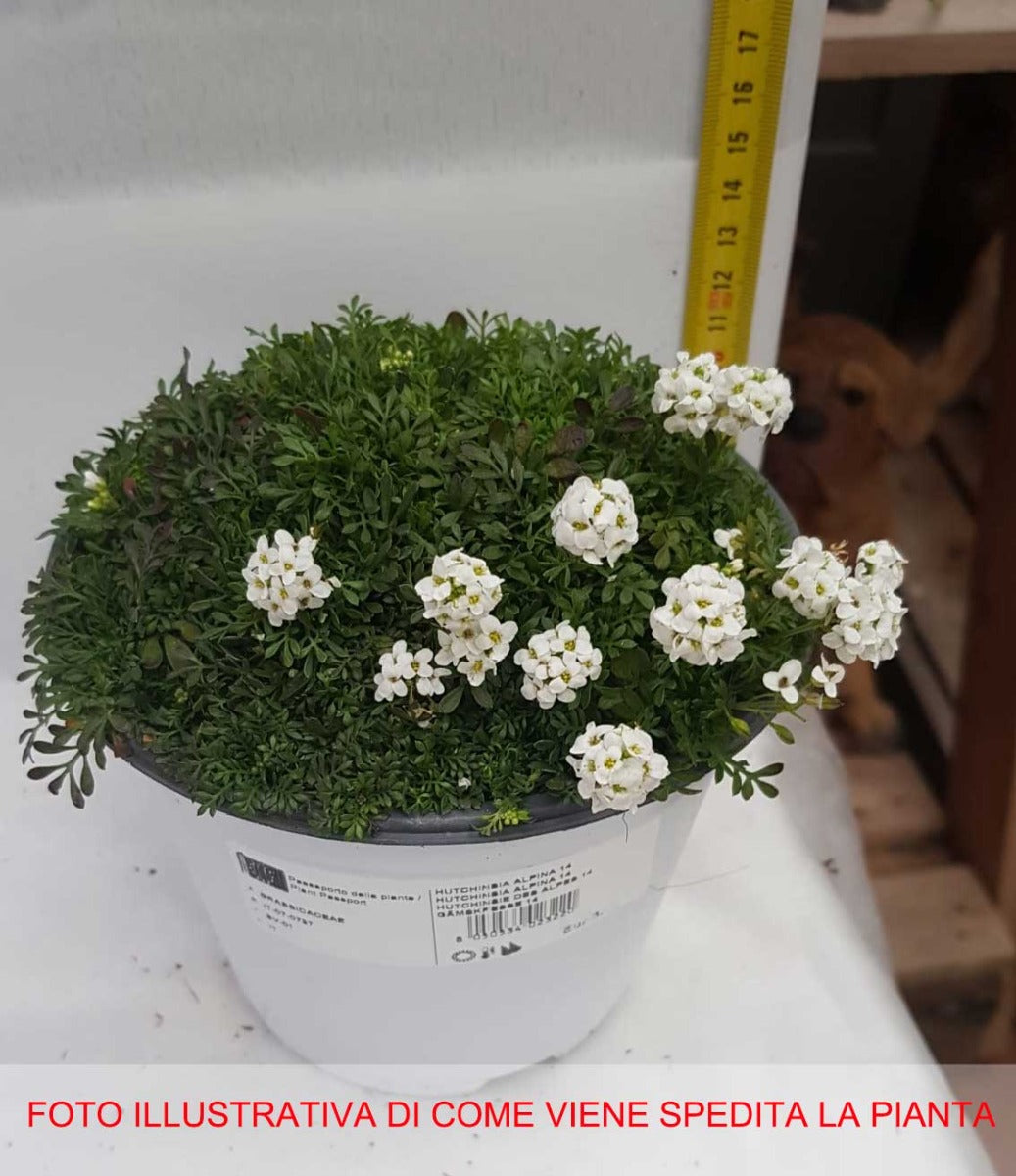 HUTCHINSIA ALPINA IBERIDELLA ALPINA VASO 14CM