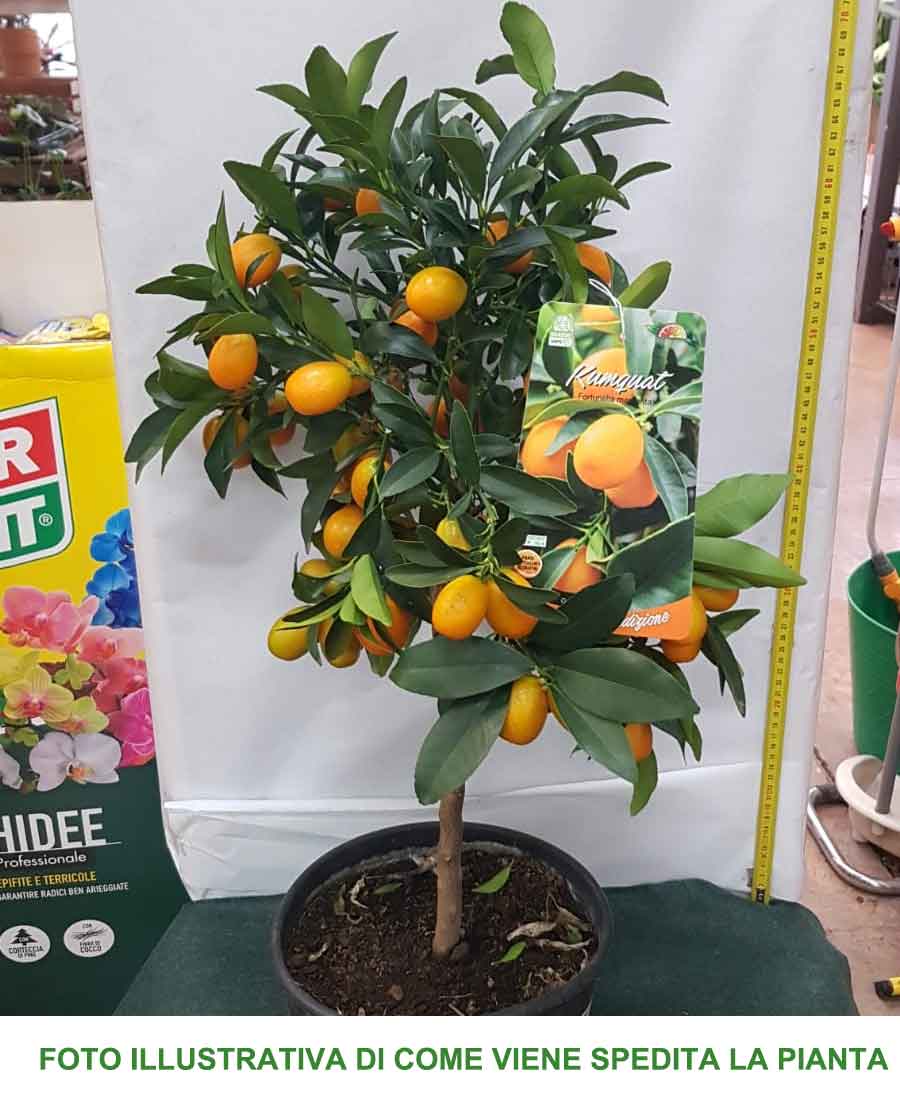 KUMQUAT MARGARITA MANDARINO CINESE IN VASO 20CM
