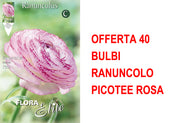OFFERTA 40 BULBI RANUNCOLO PICOTEE ROSA
