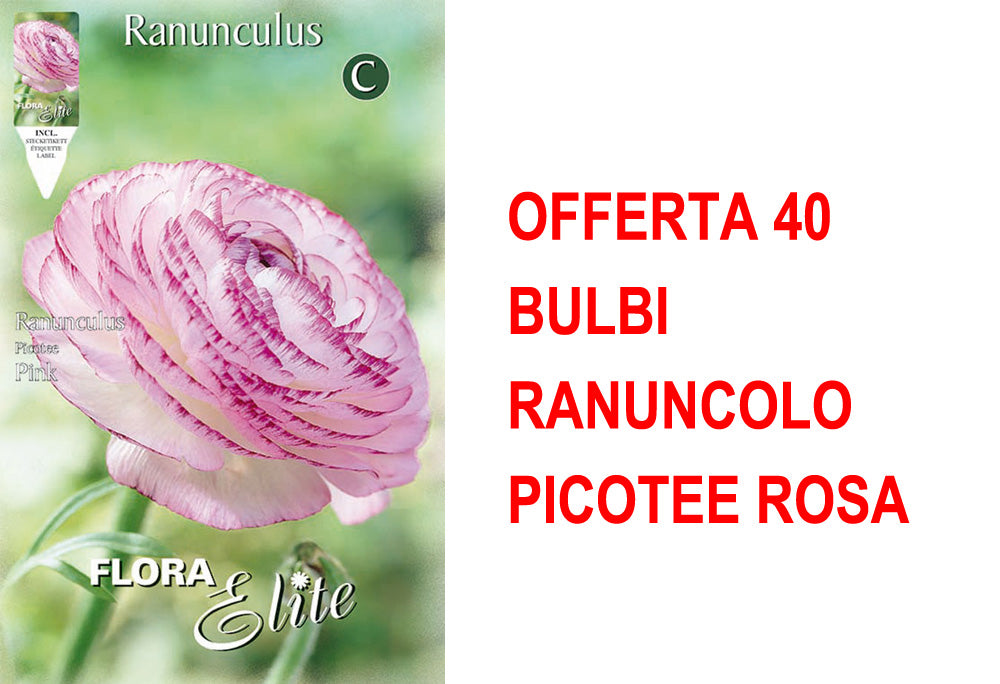OFFERTA 40 BULBI RANUNCOLO PICOTEE ROSA