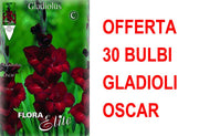 OFFERTA 30 BULBI GLADIOLI A FIORI GRANDI OSCAR