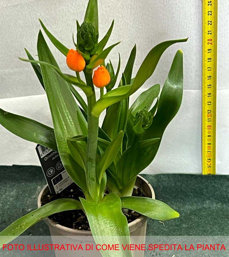 ORNITHOGALUM DUBIUM ARANCIONE/GIALLO ASSORTITO VASO 12CM