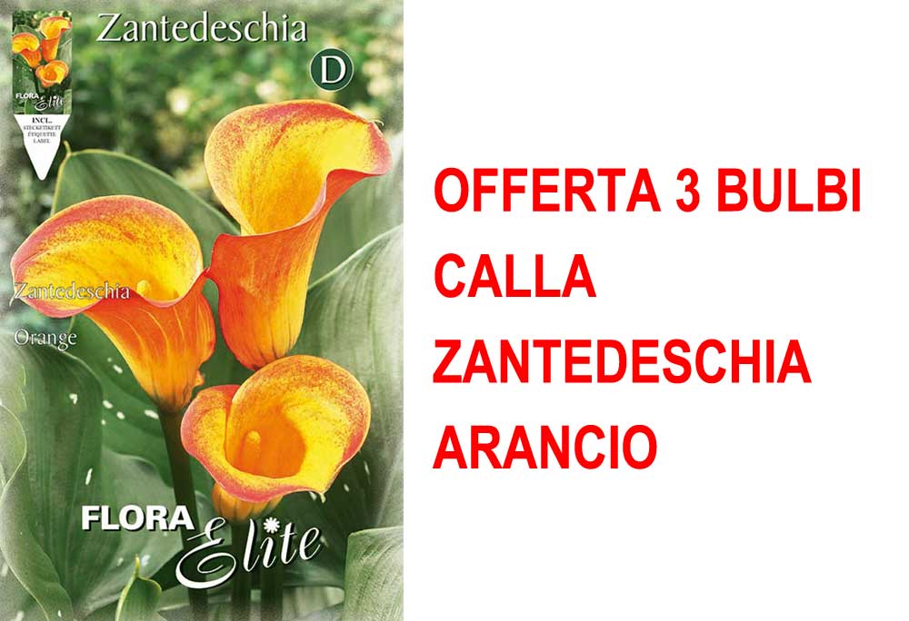 OFFERTA 3 BULBI CALLA ZANTEDESCHIA ARANCIO