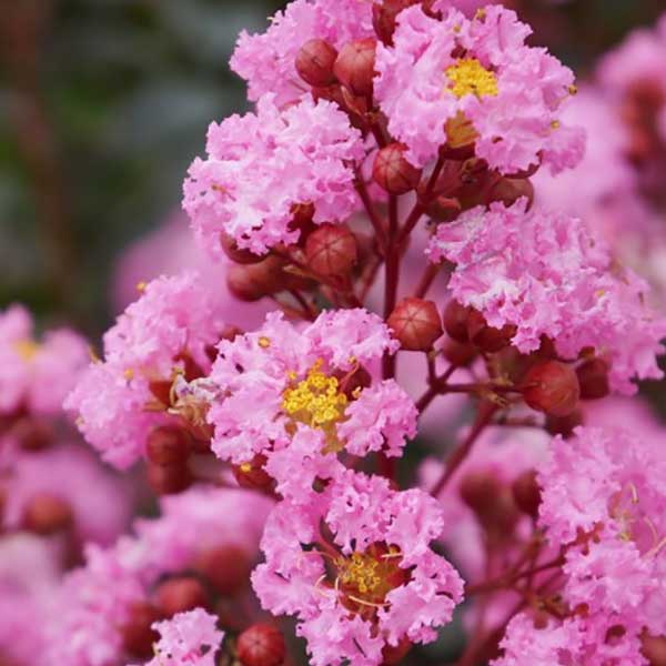 LAGERSTROEMIA INDICA NANA PETITE PINK VASO 18CM