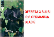 OFFERTA 3 BULBI IRIS GERMANICA NERO