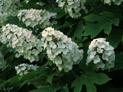 ORTENSIA HYDRANGEA QUERCIFOLIA SNOWFLAKE VASO 18CM