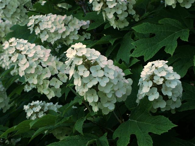 ORTENSIA HYDRANGEA QUERCIFOLIA SNOWFLAKE VASO 18CM