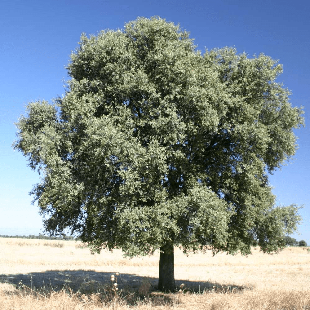 QUERCUS ILEX LECCIO SUGHERA VASO 17CM